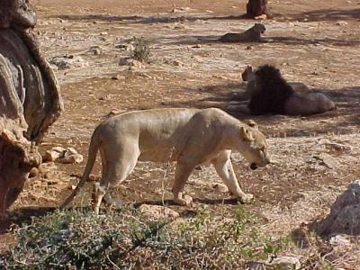 Lions 2.JPG