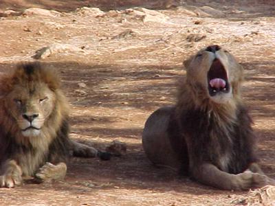 Lions 3.JPG