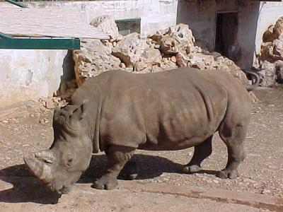 Rhino.JPG