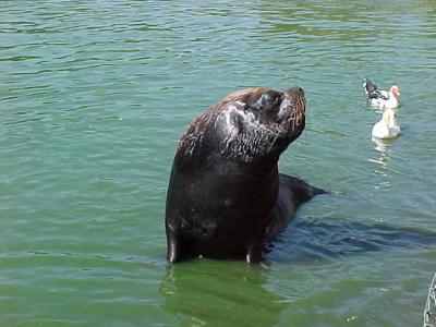 u22/seanflannery/medium/12727951.SeaLion2.jpg