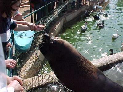 u22/seanflannery/medium/12727970.SeaLion3.jpg