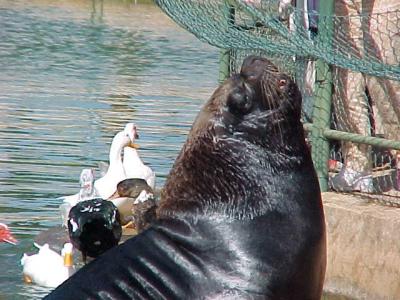 u22/seanflannery/medium/12727971.SeaLion.jpg
