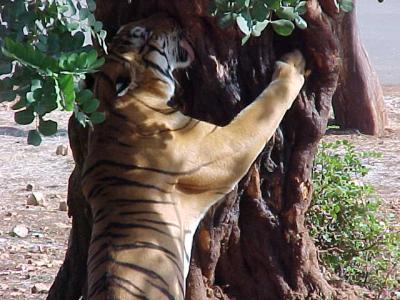 Tiger 2.JPG