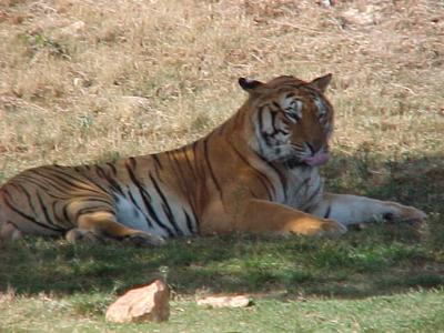 Tiger 3.JPG