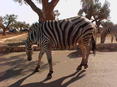 Zoo Safari & Alberobello