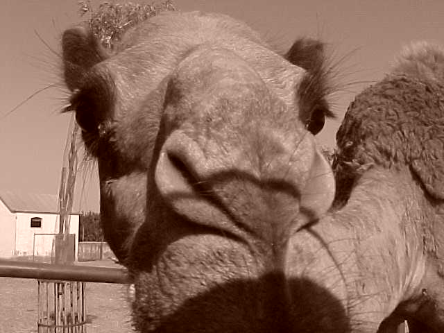 Camel 1.JPG