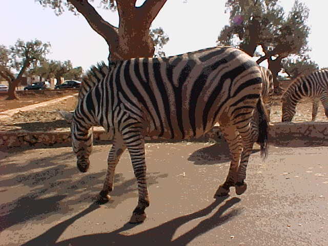 Zebra.JPG