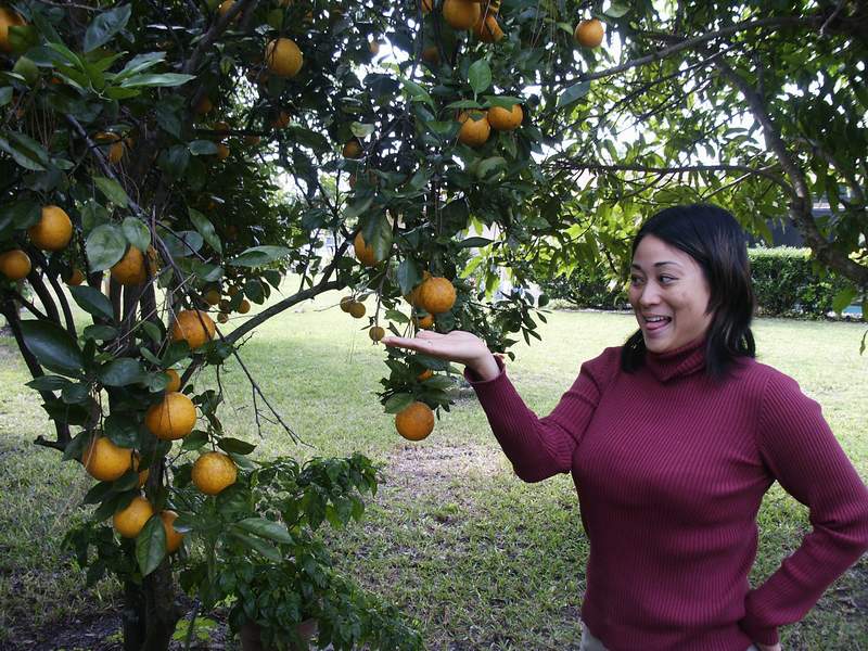 Florida oranges