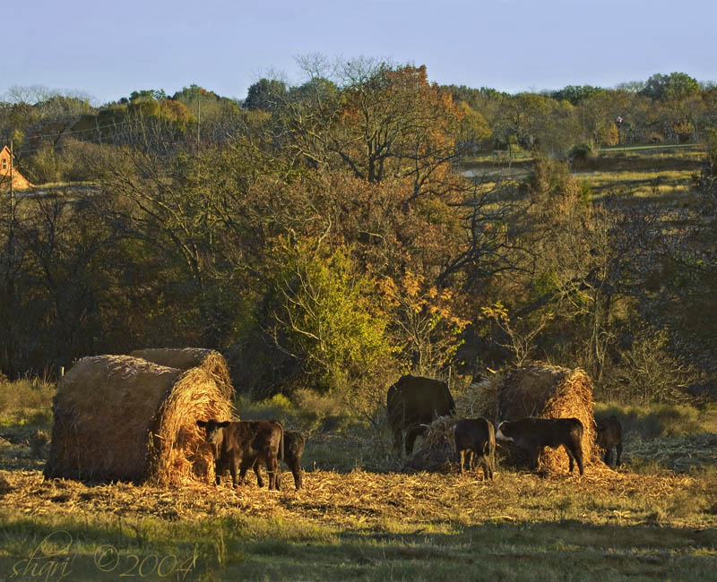 cows with hay