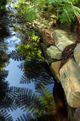 Ferns