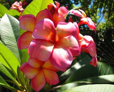 frangipani.