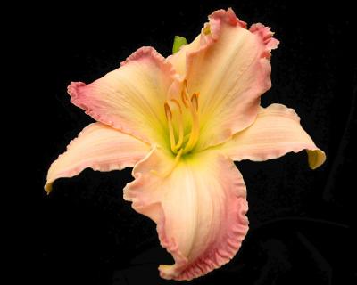 Hemerocallis