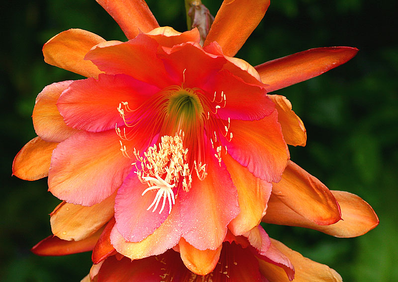 Epiphyllum