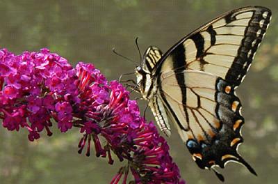 Eastern  Tiger Swallowtail on Buddleia