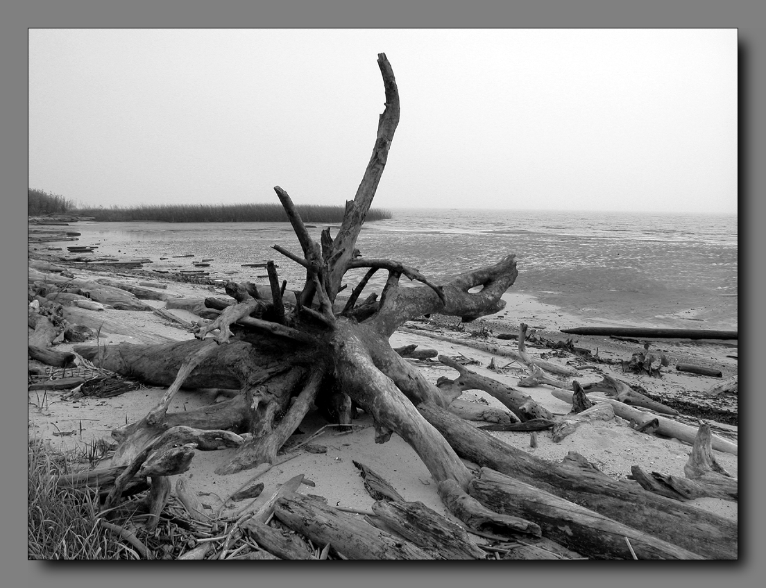driftwood