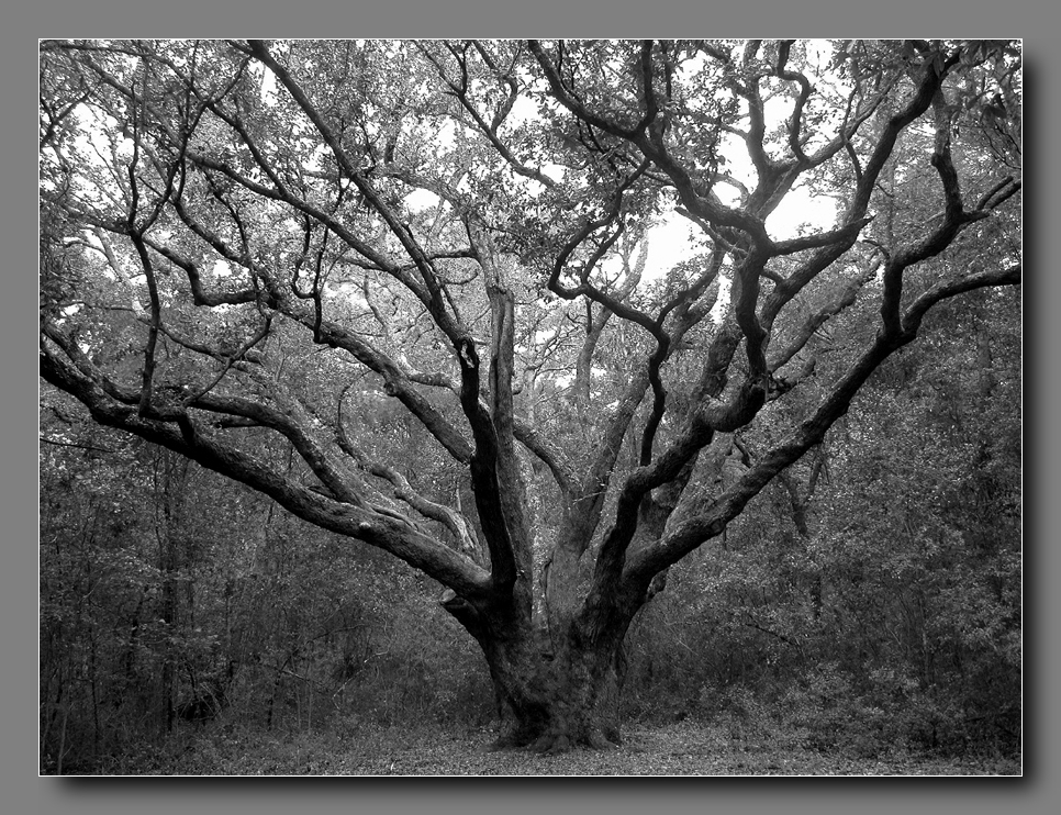 trunk