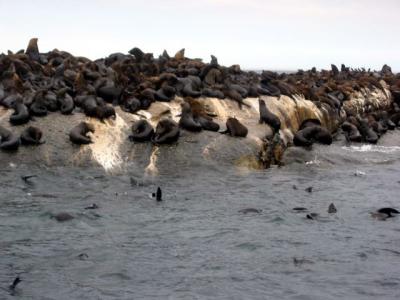 The Seal Island at Hout Bay, of course !