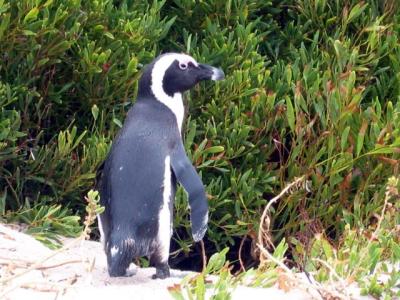 Knock knock.  What do penguins do standing in front of the bush?