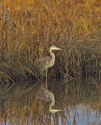 114 Great Blue Heron Female ~ Fall Reflection