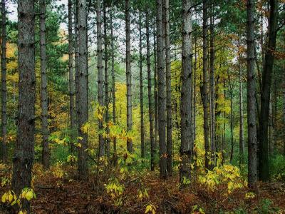 yankee springs rec area