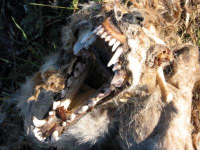 Face of Death; long-gone 'yote.