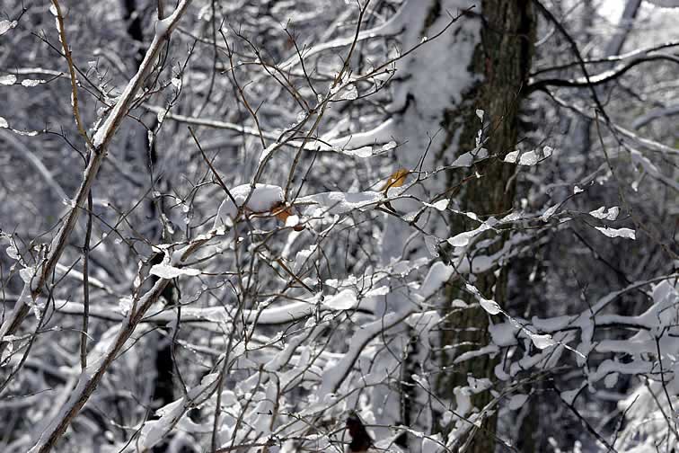 Snow