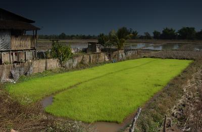 patch of rice seedlings