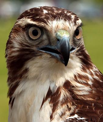 HawkHeadWeb.jpg