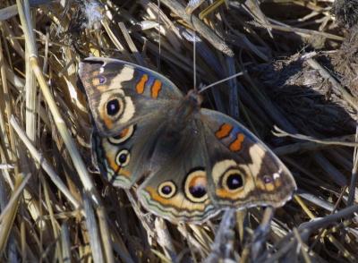 butterflies