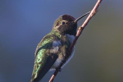 Hummingbirds