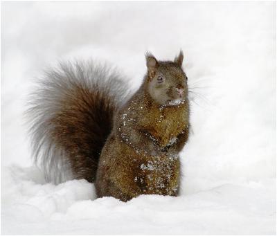 Squirrel In Snow #2