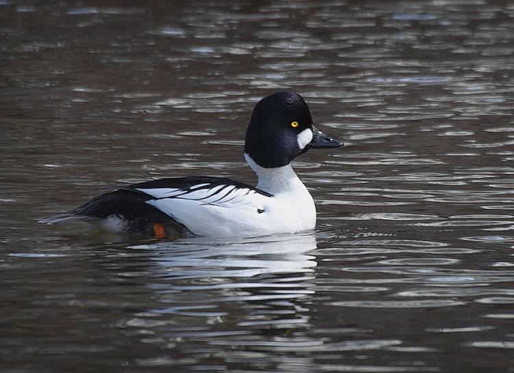 Common Goldeneye