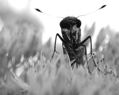u22/stfchallenge/medium/10283816.bug.jpg
