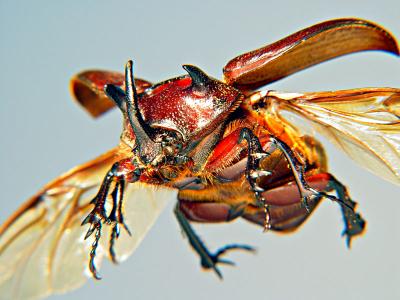 ready for landing - johann707