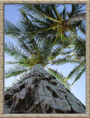 A Heavenly View....For A Coconut Crab by kudbegud