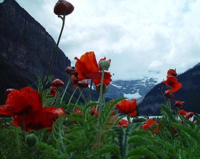 Glacier through the Poppies by canadian ann