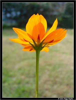 orange cosmo by Peggy