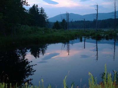 Shadows in the Pond* by Doris Baillet