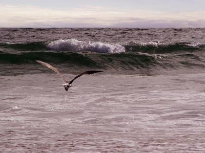 Flying Away by Antoine