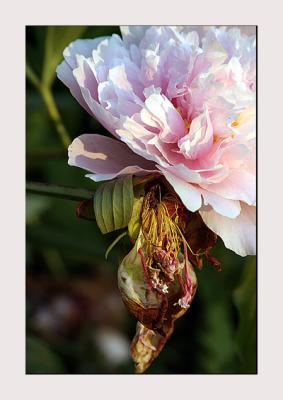Peony by Roberta