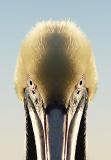 6th Place<br><br>Close Encounter by Mark J