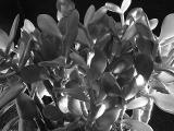 <b>Crassula Argentea<br><font size=1>by Michael Buckman