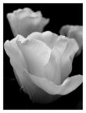 <B>Easter Flowers</B><BR><FONT size+2>by Knwyman</FONT>