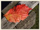 9th Place (tie)<br>First to Fall  by Roberta
