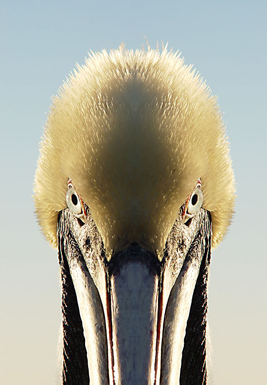 6th Place<br><br>Close Encounter by Mark J