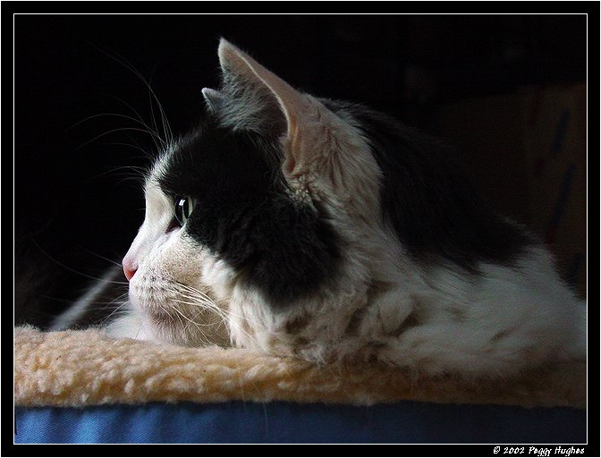 purrrspective by Peggy
