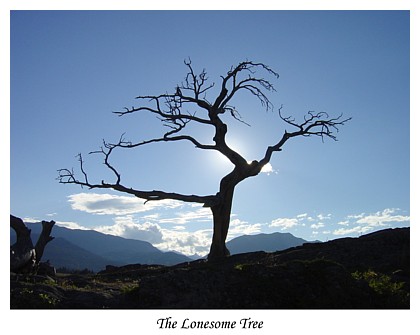 <B>The Lonesome Tree</B><BR><font size=1>by mark30pwr</font>