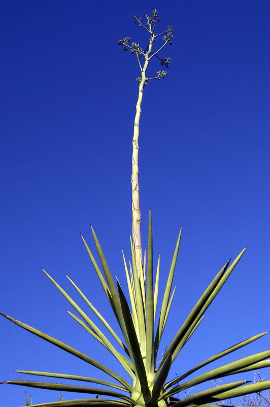 <p align=center> <b>40 ft Yucca</b> <br> <font size=1> r00t </font> </p>