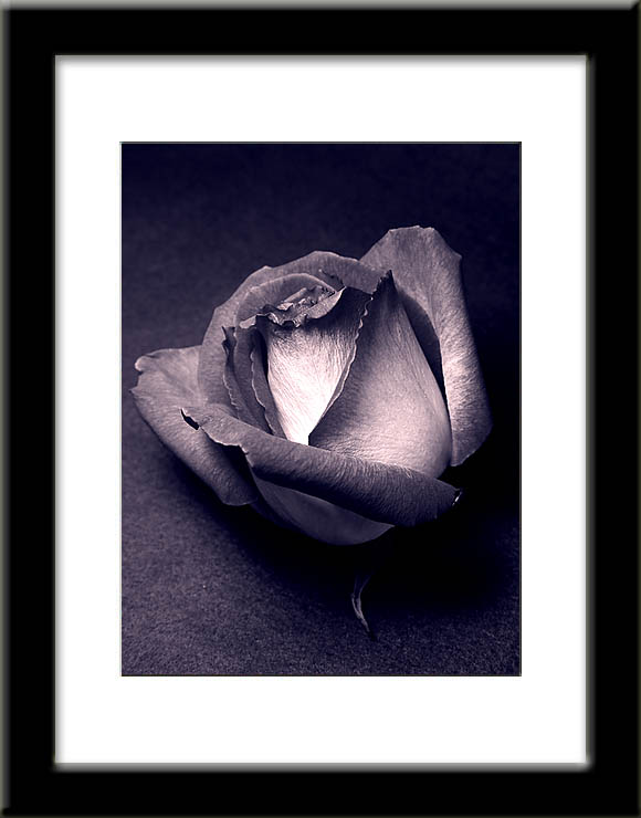 <b>Texture of a Rose</b>