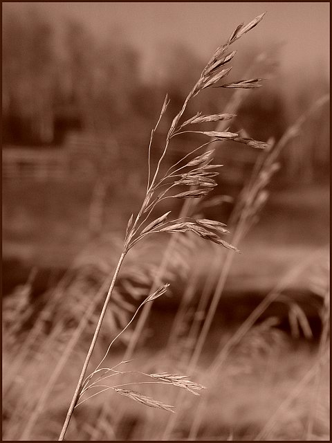Wild Oats by canadian ann
